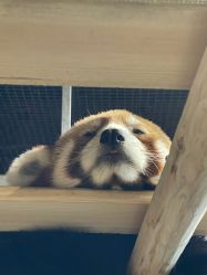 -Zoolung Zoolung动物主题公园(海信广场店)