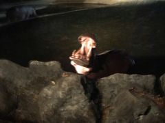 -清迈夜间动物园