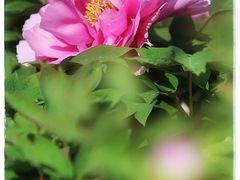 -仙合盛东北铁锅炖(总店)