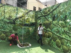 -都念榴莲·城市榴莲