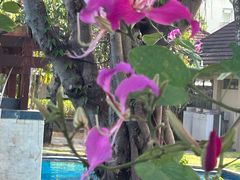 -三亚海棠湾万丽度假酒店