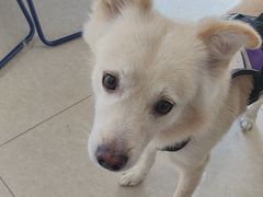 -瑞派福兴宠物医院犬猫全科·骨科·中西医结合(河东店)