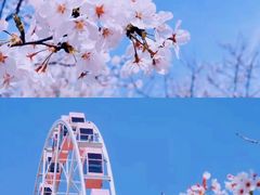 -顾村公园