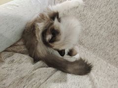 -藏猫猫咖啡主题馆(中央大道店)