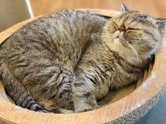 -滚猫咖啡·猫咖·猫友好撸猫(未来城店)