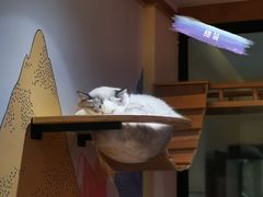 -滚猫咖啡·猫咖·猫友好撸猫(未来城店)