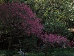 -杭州植物园