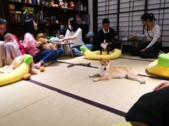 -逗柴咖啡屋·狗咖猫咖宠物桌游