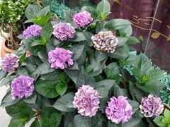 -泉乐坊步行街(烟酒特产平价超市店)