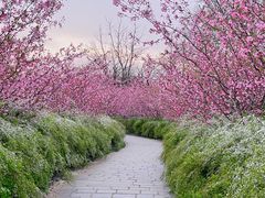 -上海共青森林公园