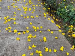 -天适樱花悠乐园