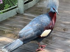 -新加坡飞禽公园