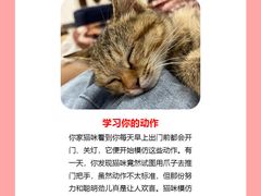 -翊宠yipet猫狗购宠庄园犬舍•猫舍