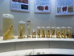-广东中医药博物馆