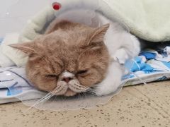 -伟伟宠物医院·CT影像中心·瑞派犬猫综合性门诊(汉口总院)