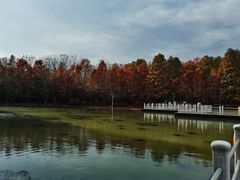 -上海海湾国家森林公园