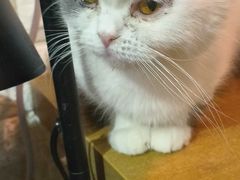 -平行世界·猫咖(首经贸店)