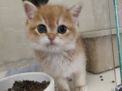 -东方名猫馆·英短金渐层布偶猫舍(环线广场1号楼店)