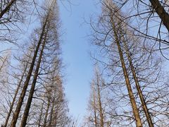 -东平国家森林公园