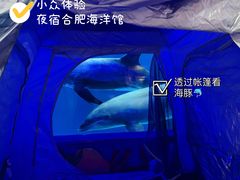 -合肥海洋世界