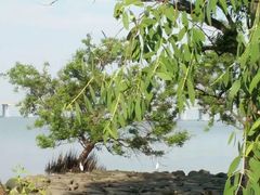 -宝安西湾红树林湿地公园