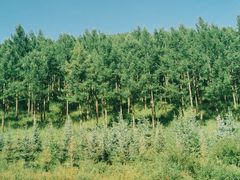 -塞罕坝国家级自然保护区