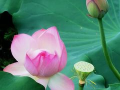 -荔湾湖公园