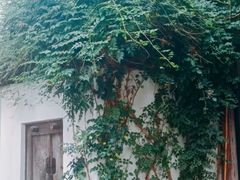 -香积寺