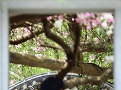 -深圳国际园林花卉博览园