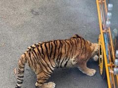 -大连森林动物园