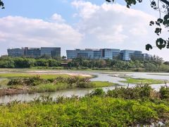 -华侨城湿地公园