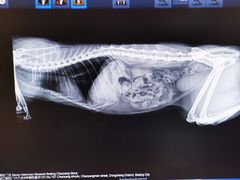 -萌兽医馆·犬猫专科·眼科中心·宠物医院(朝阳门分院)
