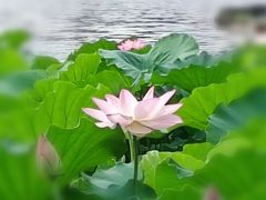 -荔湾湖公园