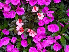 -深圳国际园林花卉博览园