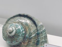 -贝壳王国博物馆