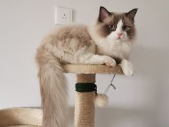 -本寻烧肉酒场(双井店)