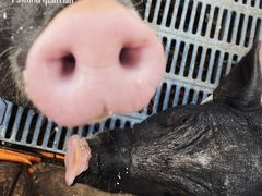 -北京鹿世界主题园