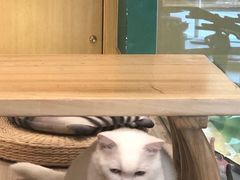 -飞行喵MR PILOT|猫舍·猫咖(静安大融城店)