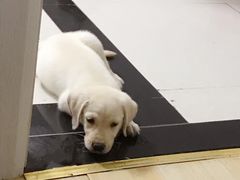 -翊宠yipet猫狗购宠庄园犬舍•猫舍