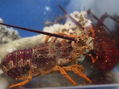 -同乐酒楼(皇后镇店)