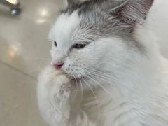 -共舞时光猫咖·狗咖(新街口店)