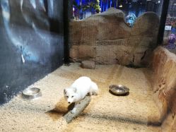 -酷嗒动物文化乐园(cutezoo西溪乐天城店)