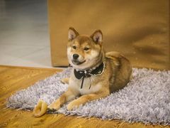 -柴务处·柴犬主题狗咖