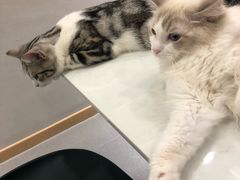 -飞行喵MR PILOT|猫舍·猫咖(静安大融城店)