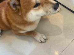 -喜柴咖啡·柴犬狗咖
