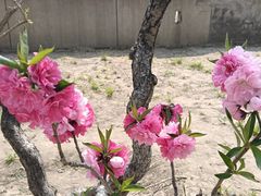 -元大都城垣遗址公园