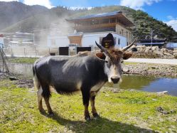 -纳帕海依拉草原