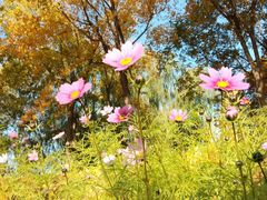 -大兴滨河森林公园