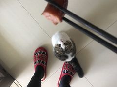 -秀猫阁·猫咪花园(万达店)