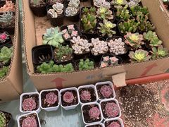 -菊园百果园